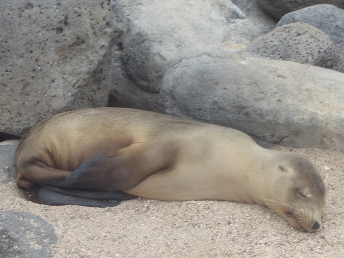 young-sea-lion-asleep-galapagos
