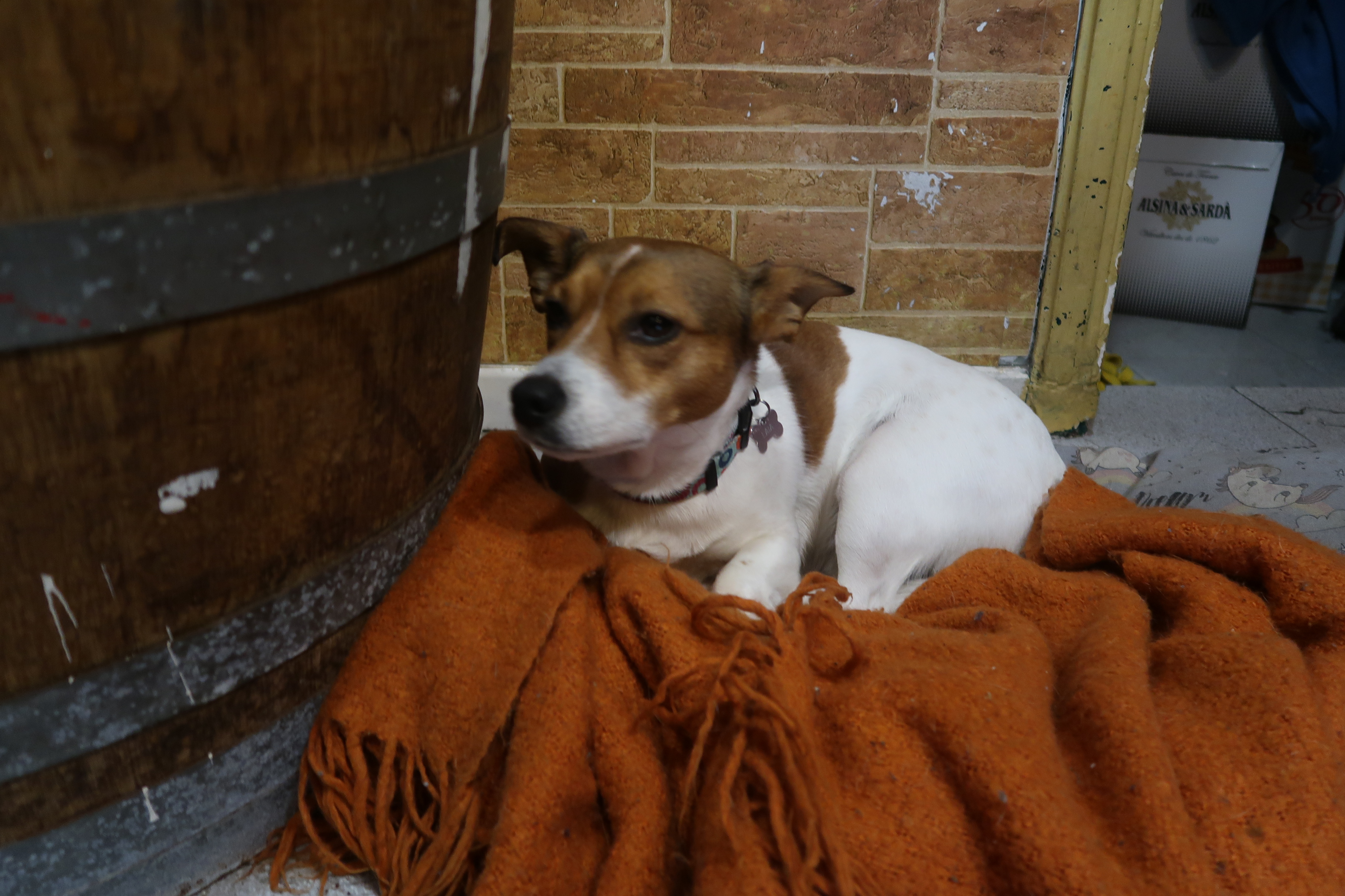 Laya, protector, Celler de Ronda, Barcelona