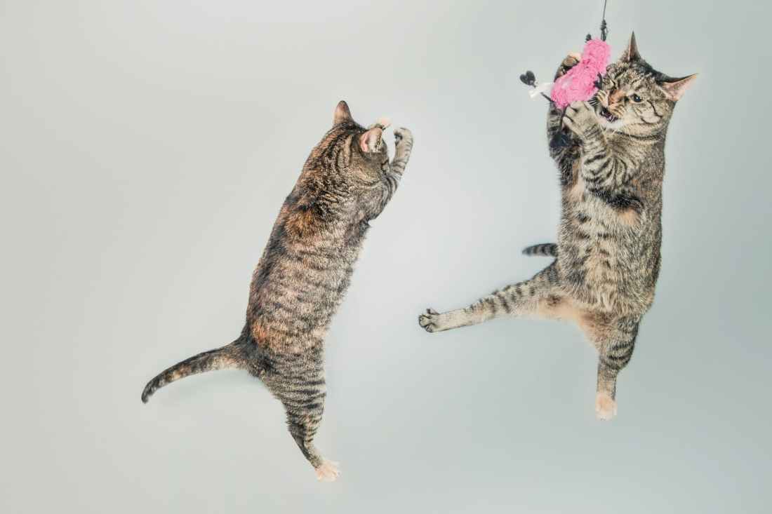 Jumping Cats