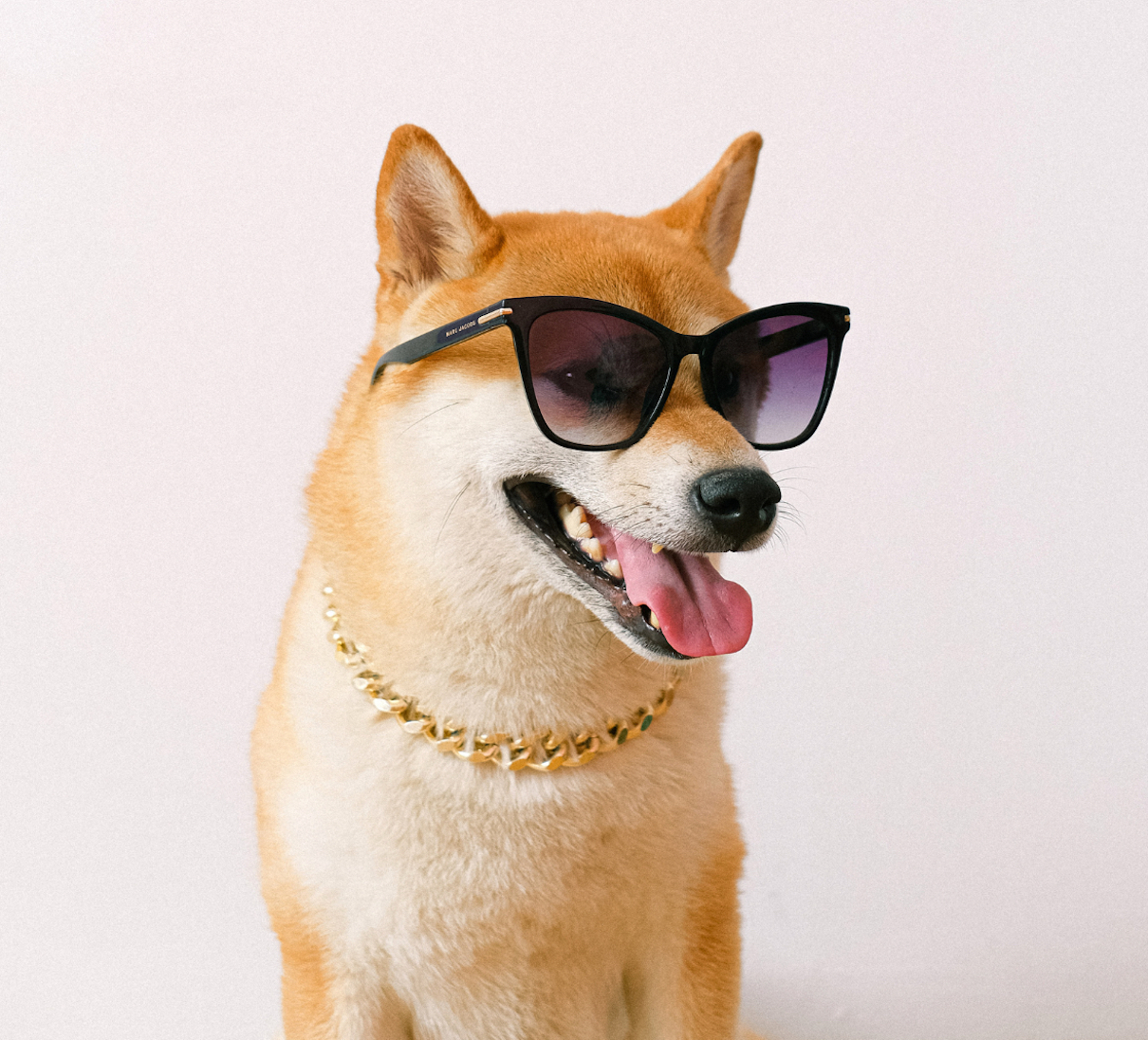 Shiba Inu in sunglasses