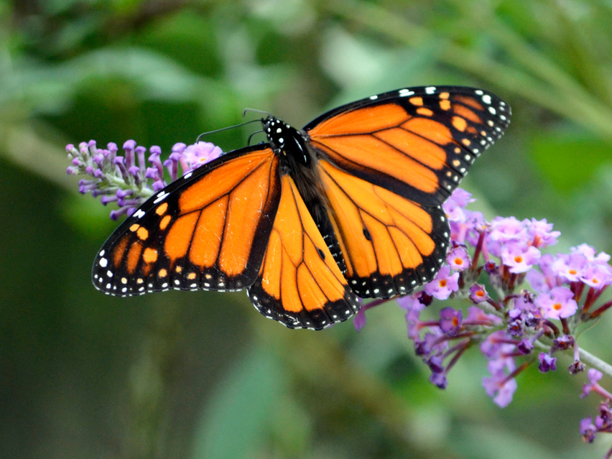 Monarch Butterfly Migration&nbsp;Explained
